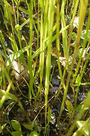 Lolium remotum \ Lein-Lolch / Flax Rye-Grass, D Botan. Gar.  Universit.  Mainz 11.7.2009