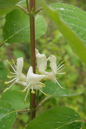 Lonicera nigra \ Schwarze Heckenkirsche / Black Honeysuckle, D Karlstadt 1.5.2010