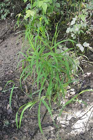 Leersia oryzoides \ Wild-Reis / Rice Cutgrass, D Karlsruhe 23.7.2011