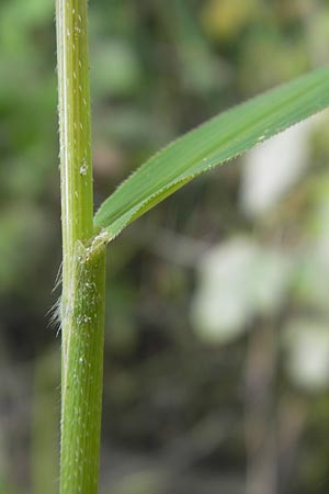 Leersia oryzoides \ Wild-Reis / Rice Cutgrass, D Karlsruhe 23.7.2011