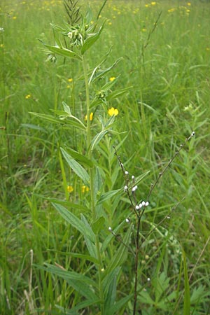 Lithospermum officinale \ Echter Steinsame / Common Gromwell, D Neuburg an der Donau 7.6.2012