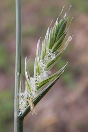 Lolium multiflorum \ Italienisches Weidelgras / Italian Rye-Grass, D Wiesloch 11.9.2012