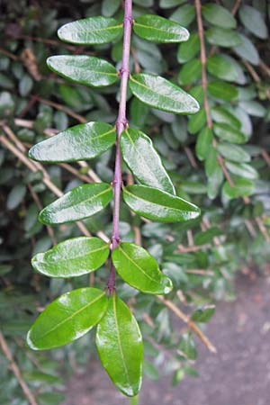 Lonicera nitida \ Heckenmyrte, Strauch-Heckenkirsche / Boxleaf Honeysuckle, D Heidelberg 19.9.2013