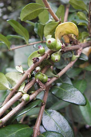 Lonicera nitida \ Heckenmyrte, Strauch-Heckenkirsche / Boxleaf Honeysuckle, D Heidelberg 19.9.2013