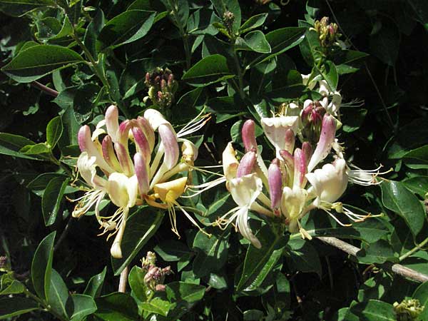 Lonicera periclymenum \ Wald-Geiblatt / Honeysuckle, D Odenwald, Hilsenhain 26.5.2007