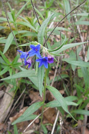 Lithospermum purpurocaeruleum \ Blauroter Steinsame / Purple Gromwell, D Werbach 2.5.2010
