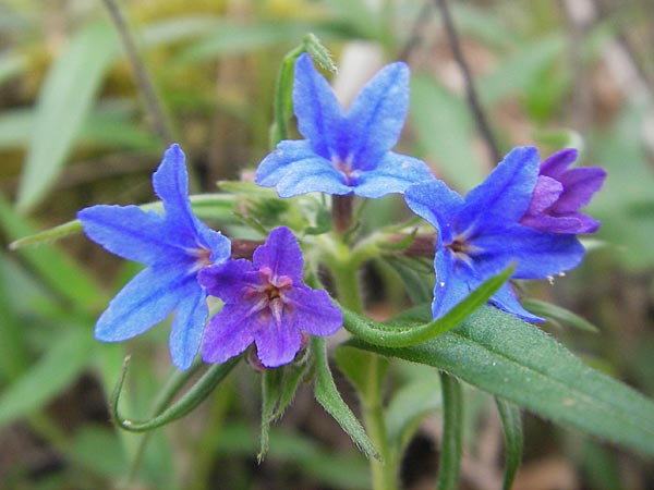 Lithospermum purpurocaeruleum \ Blauroter Steinsame / Purple Gromwell, D Werbach 2.5.2010