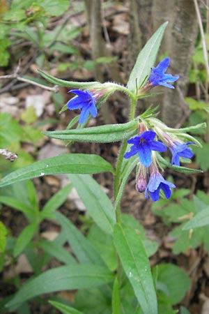 Lithospermum purpurocaeruleum \ Blauroter Steinsame / Purple Gromwell, D Werbach 2.5.2010