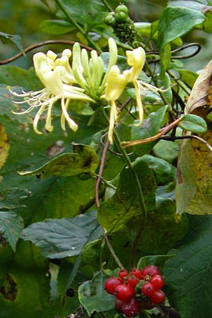 Lonicera periclymenum \ Wald-Geiblatt / Honeysuckle, D Eberbach 24.9.2014