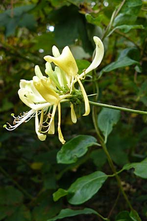 Lonicera periclymenum \ Wald-Geiblatt / Honeysuckle, D Eberbach 24.9.2014