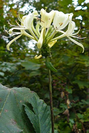 Lonicera periclymenum \ Wald-Geiblatt / Honeysuckle, D Eberbach 24.9.2014