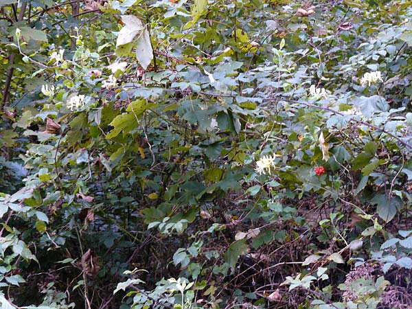Lonicera periclymenum \ Wald-Geiblatt / Honeysuckle, D Eberbach 24.9.2014