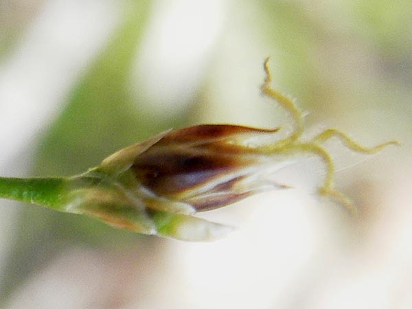 Luzula pilosa \ Behaarte Hainsimse / Hairy Wood-Rush, D Bruchsal 9.4.2011