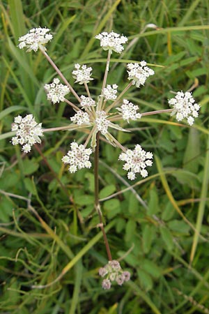 Laserpitium prutenicum \ Preuisches Laserkraut / Prussian Sermountain, D Gessertshausen 30.7.2011