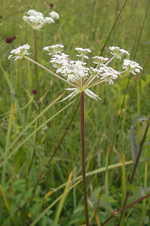 Laserpitium prutenicum \ Preuisches Laserkraut / Prussian Sermountain, D Gessertshausen 30.7.2011