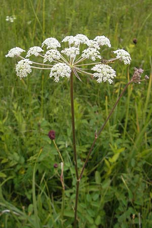 Laserpitium prutenicum \ Preuisches Laserkraut / Prussian Sermountain, D Gessertshausen 30.7.2011