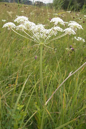 Laserpitium prutenicum \ Preuisches Laserkraut / Prussian Sermountain, D Gessertshausen 30.7.2011