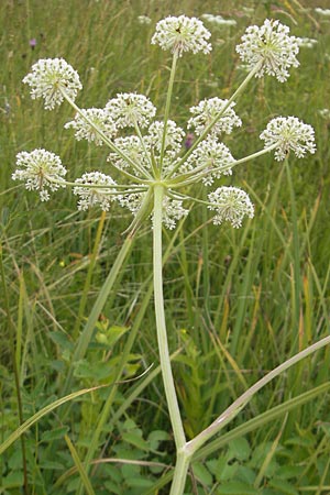 Laserpitium prutenicum \ Preuisches Laserkraut / Prussian Sermountain, D Gessertshausen 30.7.2011