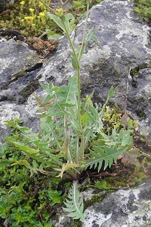 Lactuca perennis \ Blauer Lattich / Blue Lettuce, D Wellheim im Urdonautal 6.6.2012