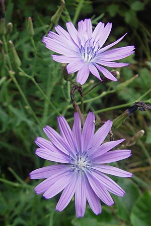 Lactuca perennis \ Blauer Lattich / Blue Lettuce, D Kipfenberg 7.6.2012