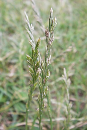 Lolium perenne \ Deutsches Weidelgras, Englisches Ray-Gras / Perennial Rye-Grass, D Mannheim 18.7.2012