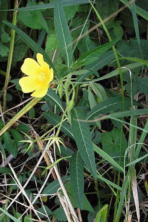 Ludwigia hexapetala \ Gro�bl�tiges Heusenkraut / Large-flower Primrose-Willow, D Pfalz, Jockgrim 29.8.2012