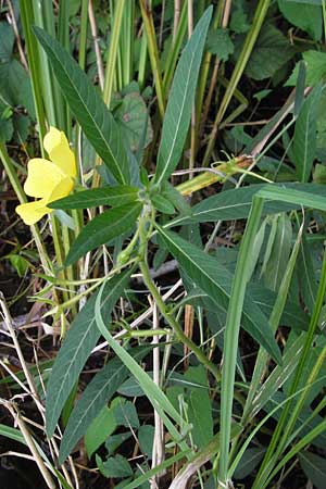 Ludwigia hexapetala \ Gro�bl�tiges Heusenkraut / Large-flower Primrose-Willow, D Pfalz, Jockgrim 29.8.2012