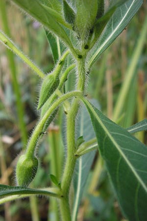Ludwigia hexapetala \ Gro�bl�tiges Heusenkraut / Large-flower Primrose-Willow, D Pfalz, Jockgrim 29.8.2012