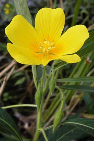 Ludwigia hexapetala \ Gro�bl�tiges Heusenkraut / Large-flower Primrose-Willow, D Pfalz, Jockgrim 29.8.2012