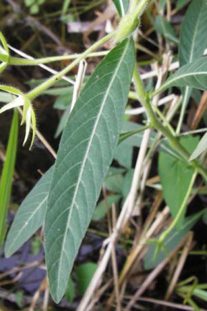 Ludwigia hexapetala \ Gro�bl�tiges Heusenkraut / Large-flower Primrose-Willow, D Pfalz, Jockgrim 29.8.2012