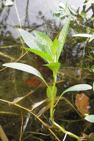 Ludwigia hexapetala \ Gro�bl�tiges Heusenkraut / Large-flower Primrose-Willow, D Pfalz, Jockgrim 29.8.2012