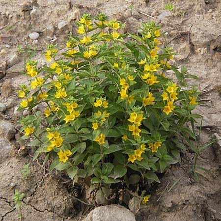 Lysimachia punctata \ Punktierter Gilb-Weiderich, Gold-Felberich / Yellow Loosestrife, Dotted Loosestrife, D Mannheim 20.6.2013