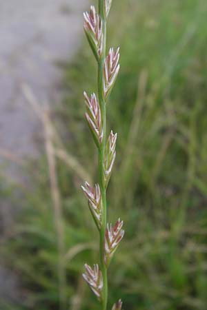Lolium perenne, Perennial Rye-Grass Lolium perenne, Perennial Rye-Grass