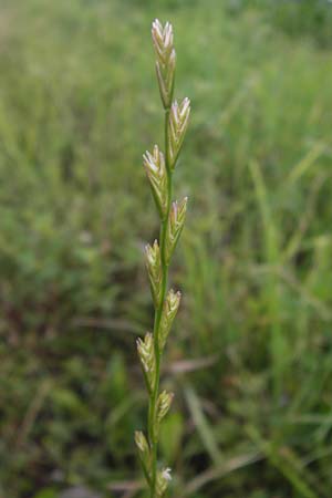Lolium perenne \ Deutsches Weidelgras, Englisches Ray-Gras / Perennial Rye-Grass, D Philippsburg 26.6.2013