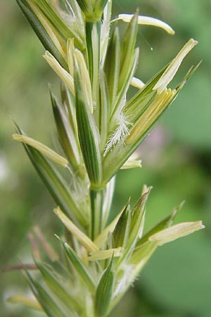 Elymus repens \ Kriechende Quecke / Couch Grass, D Seeheim an der Bergstraße 28.6.2013