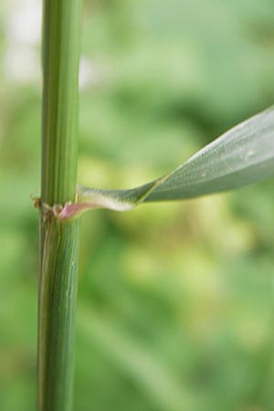 Elymus repens \ Kriechende Quecke / Couch Grass, D Seeheim an der Bergstraße 28.6.2013