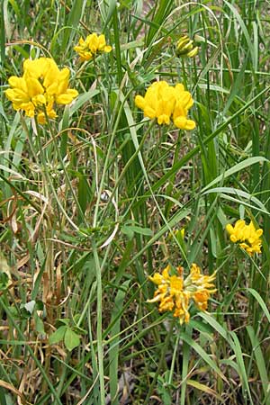 Lotus corniculatus \ Gewhnlicher Hornklee / Bird's-Foot Deervetch, D Schwarzwald/Black-Forest, Kaltenbronn 20.7.2013