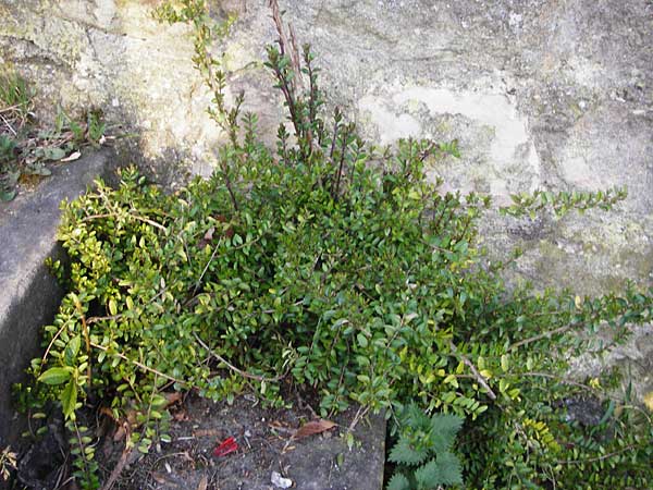 Lonicera nitida \ Heckenmyrte, Strauch-Heckenkirsche / Boxleaf Honeysuckle, D Heppenheim 17.3.2014