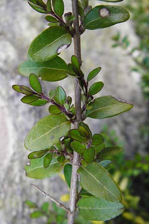 Lonicera nitida \ Heckenmyrte, Strauch-Heckenkirsche / Boxleaf Honeysuckle, D Heppenheim 17.3.2014
