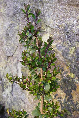 Lonicera nitida \ Heckenmyrte, Strauch-Heckenkirsche / Boxleaf Honeysuckle, D Heppenheim 17.3.2014
