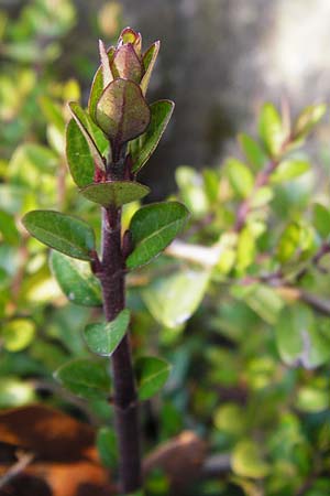 Lonicera nitida \ Heckenmyrte, Strauch-Heckenkirsche / Boxleaf Honeysuckle, D Heppenheim 17.3.2014