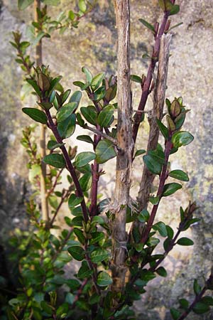 Lonicera nitida \ Heckenmyrte, Strauch-Heckenkirsche / Boxleaf Honeysuckle, D Heppenheim 17.3.2014