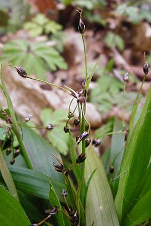 Luzula pilosa \ Behaarte Hainsimse / Hairy Wood-Rush, D Thüringen, Weimar 28.3.2014