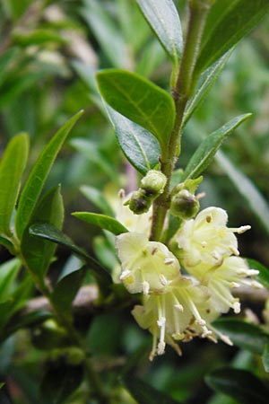 Lonicera nitida \ Heckenmyrte, Strauch-Heckenkirsche / Boxleaf Honeysuckle, D Frankfurt-Hausen 9.4.2014