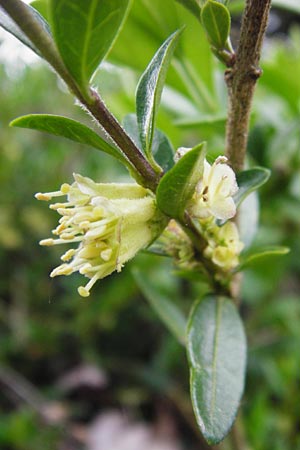 Lonicera nitida \ Heckenmyrte, Strauch-Heckenkirsche / Boxleaf Honeysuckle, D Frankfurt-Hausen 9.4.2014