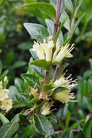 Lonicera nitida \ Heckenmyrte, Strauch-Heckenkirsche / Boxleaf Honeysuckle, D Frankfurt-Hausen 9.4.2014