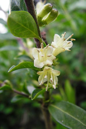 Lonicera nitida \ Heckenmyrte, Strauch-Heckenkirsche / Boxleaf Honeysuckle, D Frankfurt-Hausen 9.4.2014