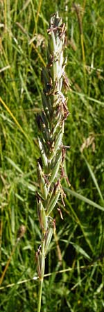 Elymus repens \ Kriechende Quecke / Couch Grass, D Groß-Gerau 6.6.2014
