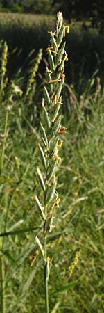 Elymus repens \ Kriechende Quecke / Couch Grass, D Groß-Gerau 6.6.2014