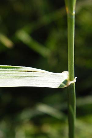Elymus repens \ Kriechende Quecke / Couch Grass, D Groß-Gerau 6.6.2014